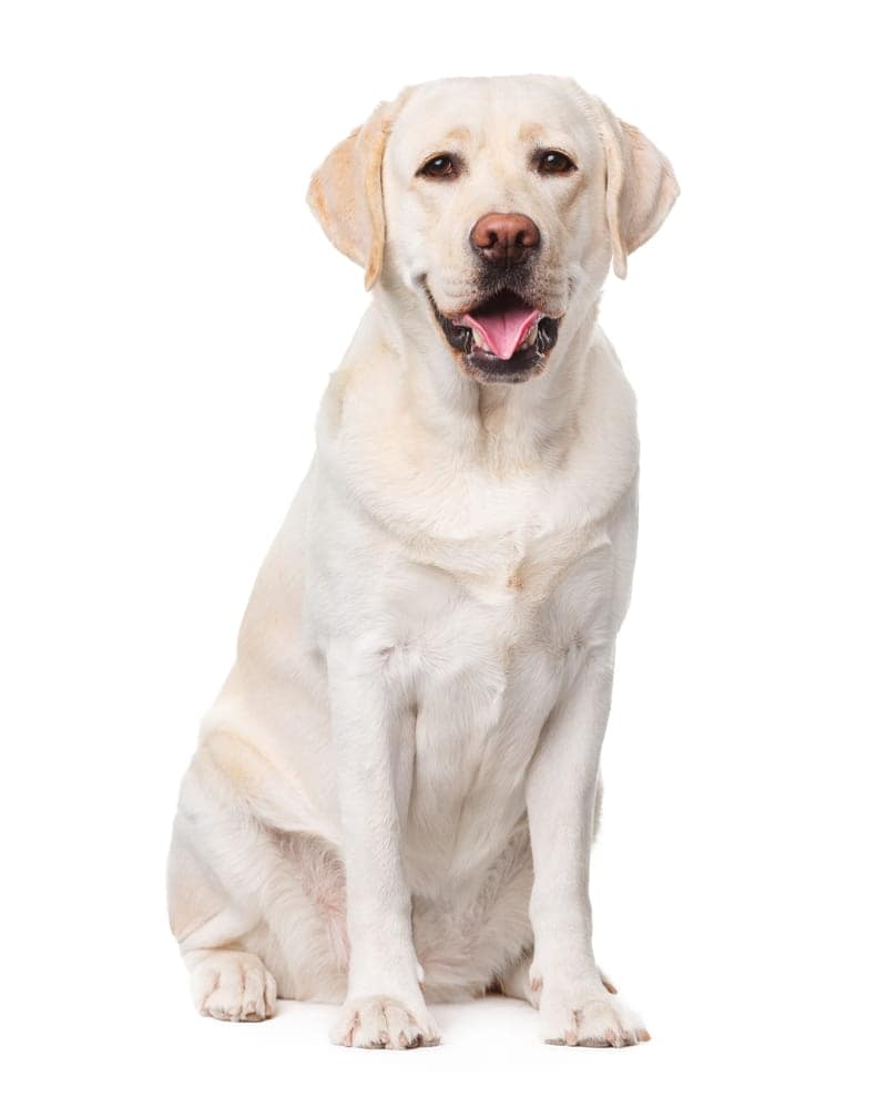 Yellow Labrador Retriever sitting on a white background for a dog travel and relocation guide.