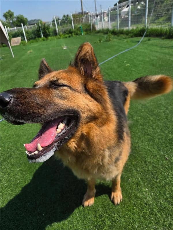 Artemis smiling during one of her daily playdates while in boarding.