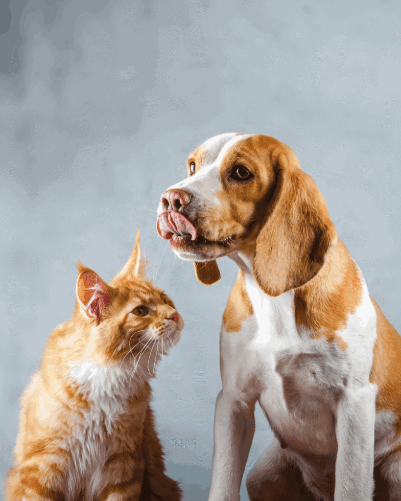 Orange-and-white cat sitting beside a brown-and-white dog licking its nose against a light blue background.