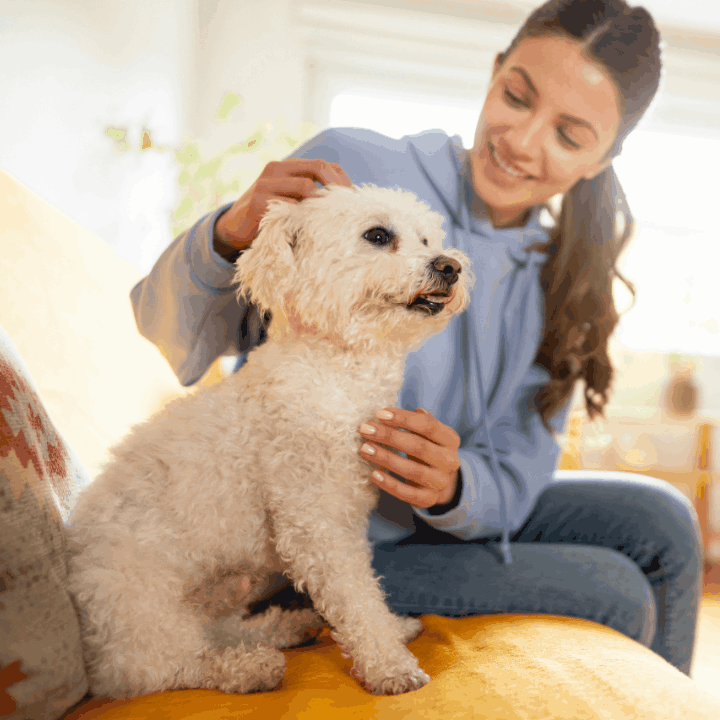 Dog owner petting a white dog on a yellow couch.