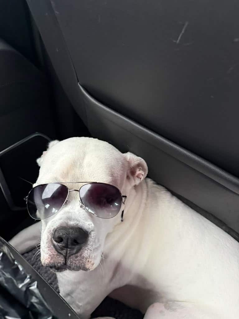 Ice, a Boxer transported by WorldCare Pet from Georgia to Washington this summer.