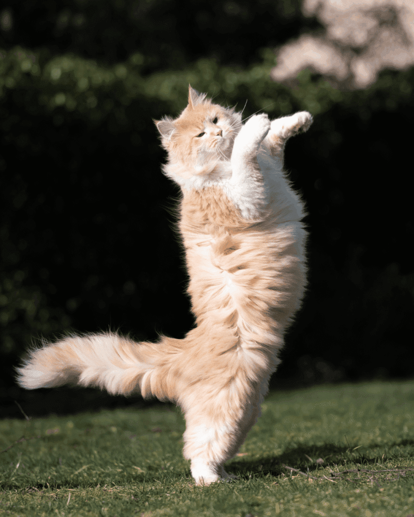 Fluffy orange-and-white cat standing on its hind legs with its front paws raised outdoors.