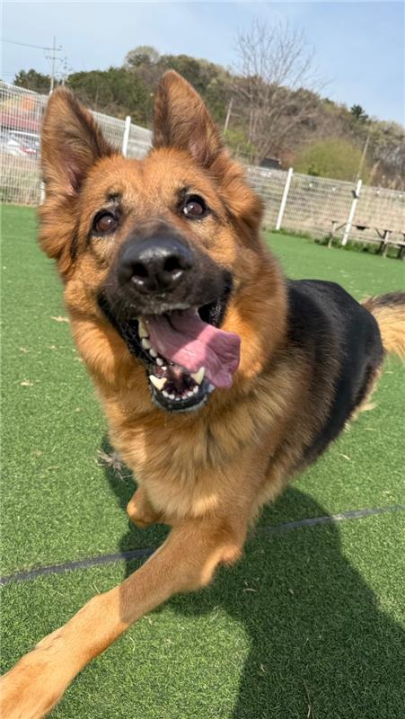 Artemis looking at the camera while walking through the yard outside her boarding facility.