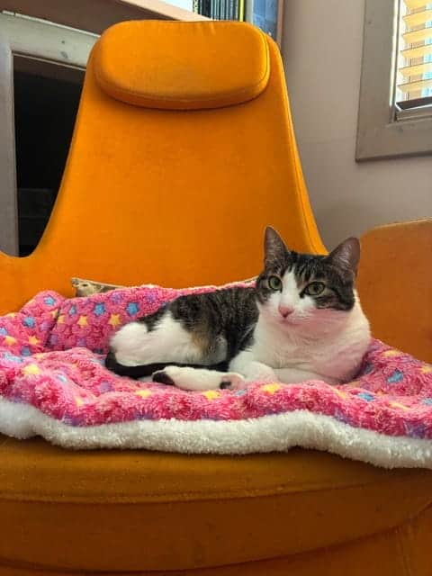 Jigsaw moved with her sisters, Pebbles and Piper, from the USA to the UK this summer with WorldCare Pet.