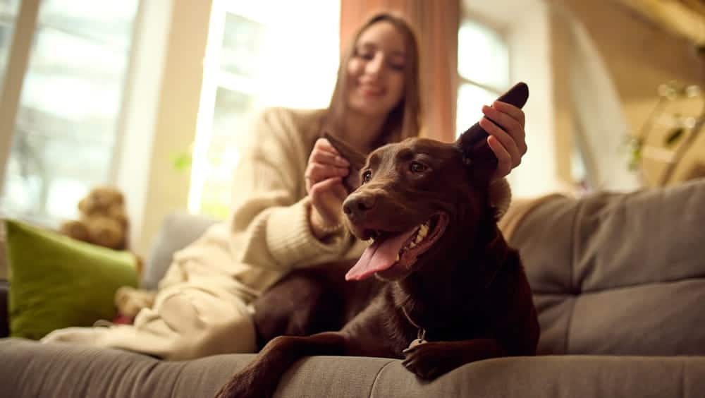 Woman sitting on a couch and petting a happy brown dog.