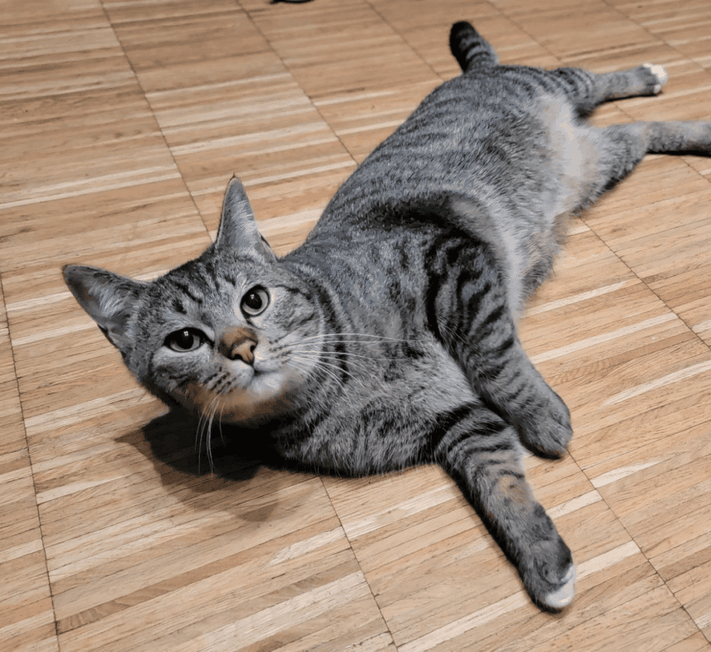 Gray tabby cat stretching on its side on a wood floor.