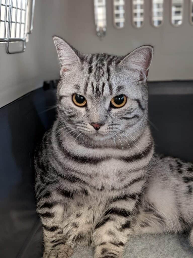 Apollo, a silver tabby cat sitting inside a pet travel carrier.