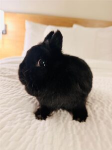 Bagheera, a small black bunny with tall pointed ears, sits on a white quilted bed looking toward the camera.