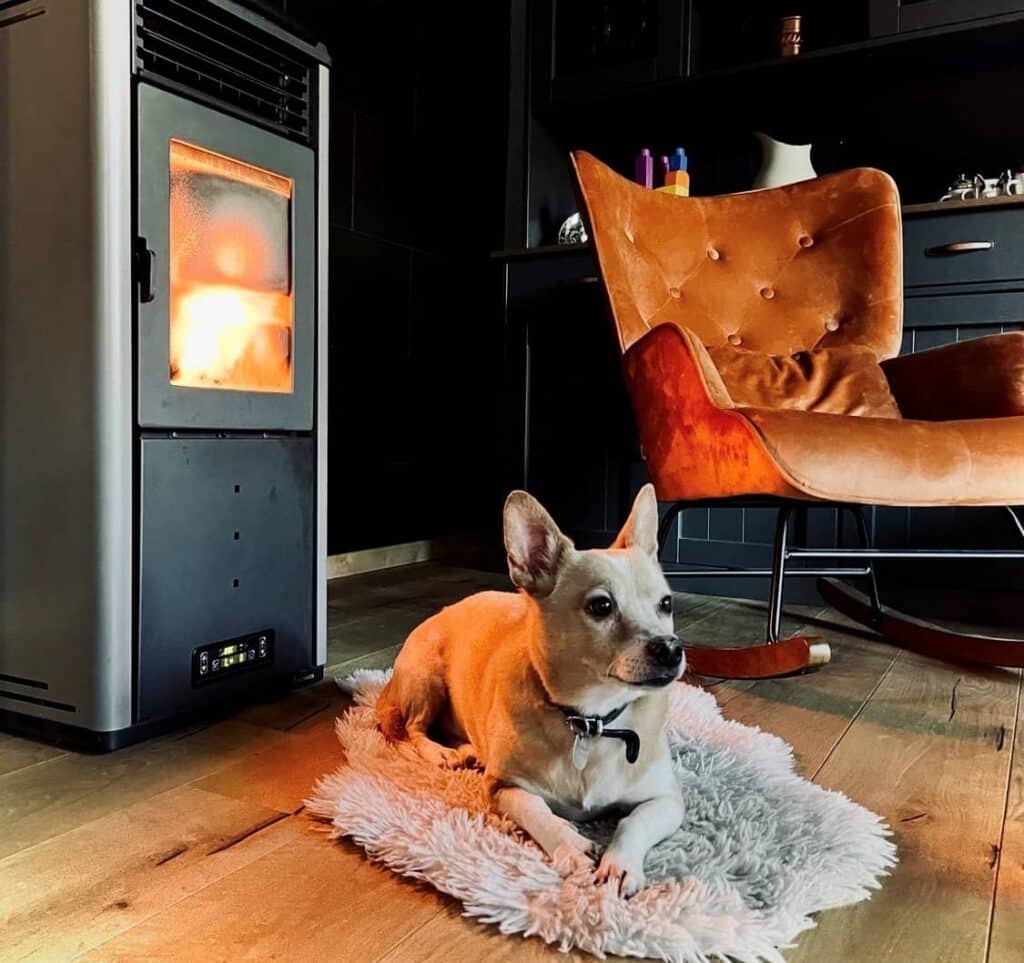 Balboa, a small tan and white dog with large upright ears, lying on a fluffy rug beside a glowing wood stove and an orange velvet chair.