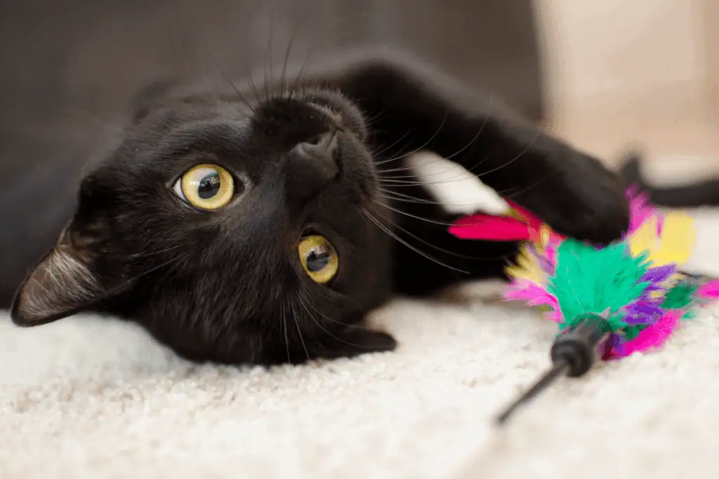 Black cat lying on its back on a carpet, playing with a colorful feather wand toy.