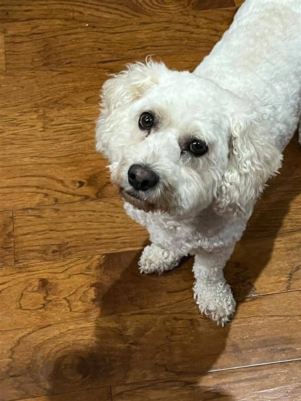 Brew, a white curly-coated dog, looking up at the camera.