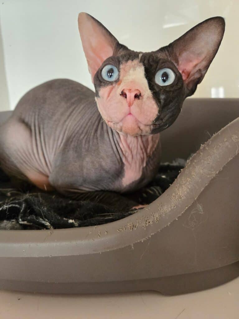 A sphynx cat with large ears and striking blue eyes, sitting inside a gray pet bed and looking up at the camera.