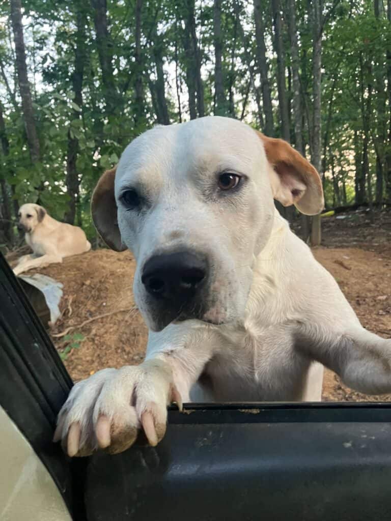 White dog named Buckey with tan ears propping paws up on a car window in a wooded area, with another dog resting in the background.