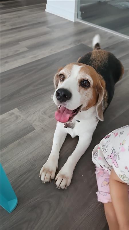 Beagle named Canelito lying on a wood floor with his tongue out, looking up at the camera next to a child.