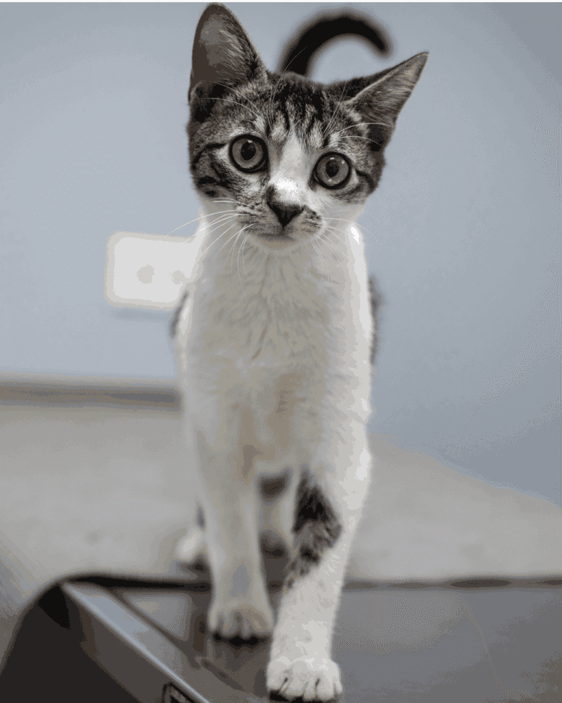 Tabby and white kitten walking on an exam table at the vet.