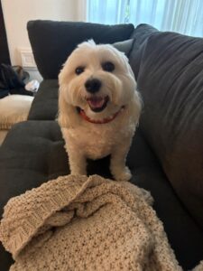 Chase, a small white fluffy dog wearing a red collar, standing on a couch behind a knit blanket with a happy, open-mouthed smile.