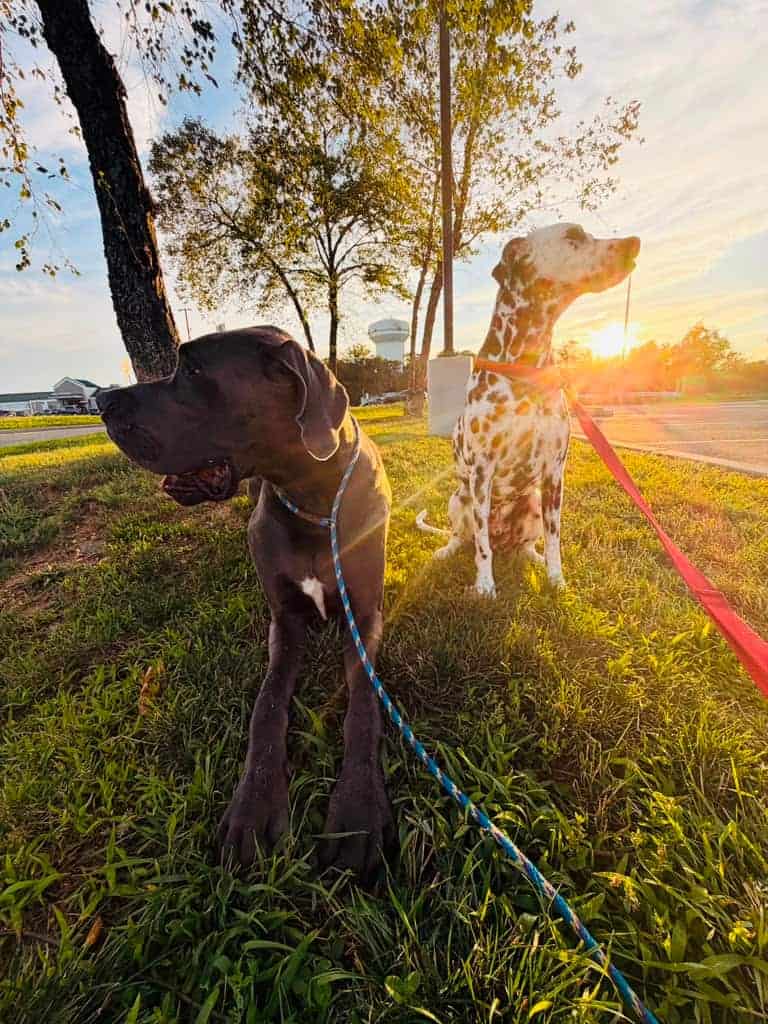 Dipper and Charmander, a dalmatian and great dane, sitting together on grass at sunset.