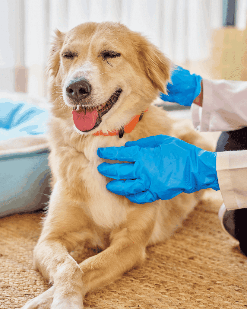 Golden Retriever with eyes closed being examined by a veterinarian wearing blue gloves.