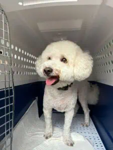 White curly-haired dog standing inside an open pet travel crate, tongue out and looking toward the camera.