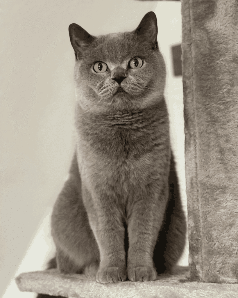 Gray British Shorthair cat with orange eyes sitting upright on a cat tree.