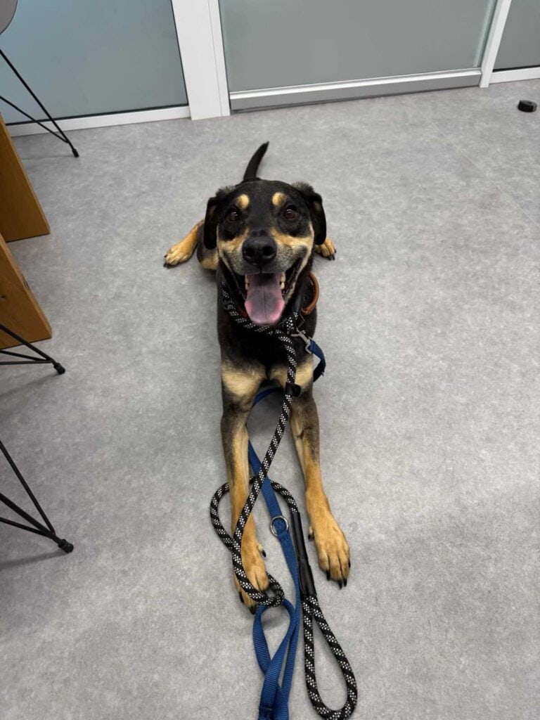 Happy black and tan dog lying on office carpet with tongue out, wearing a leash