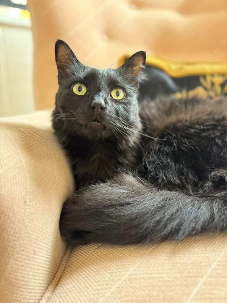 Black long-haired cat with bright yellow eyes lounging on a tan armchair.