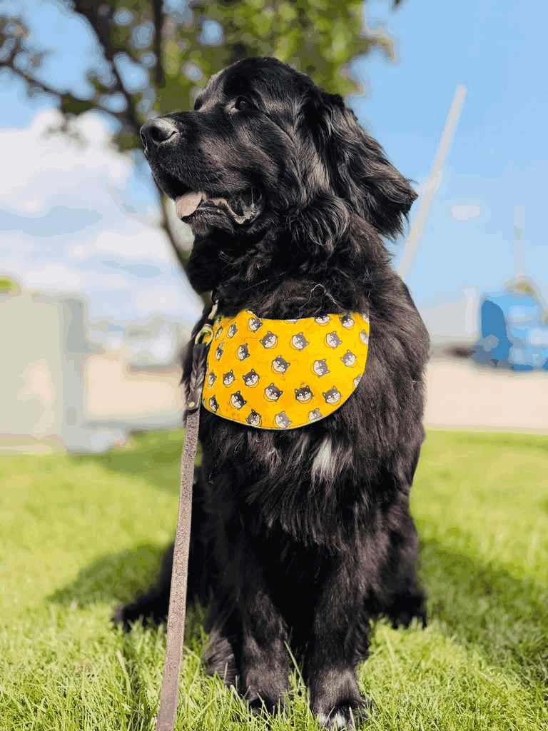 Large black dog named Jack Daniel wearing a yellow patterned bandana, sitting on grass outdoors.