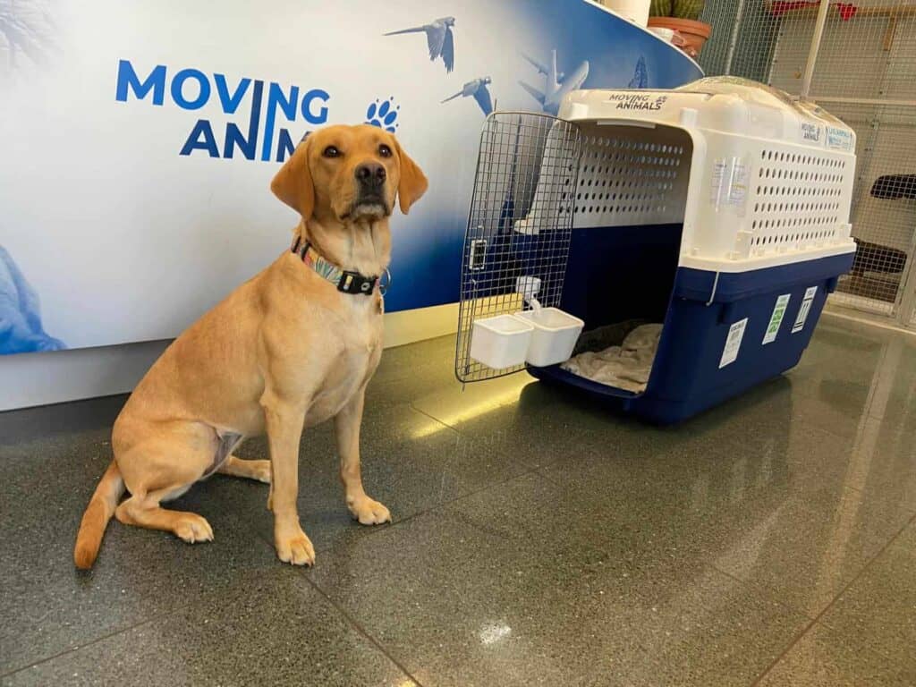 Lily, a yellow Labrador, sits beside an open blue and white travel crate labeled 'Moving Animals' in a pet relocation facility.