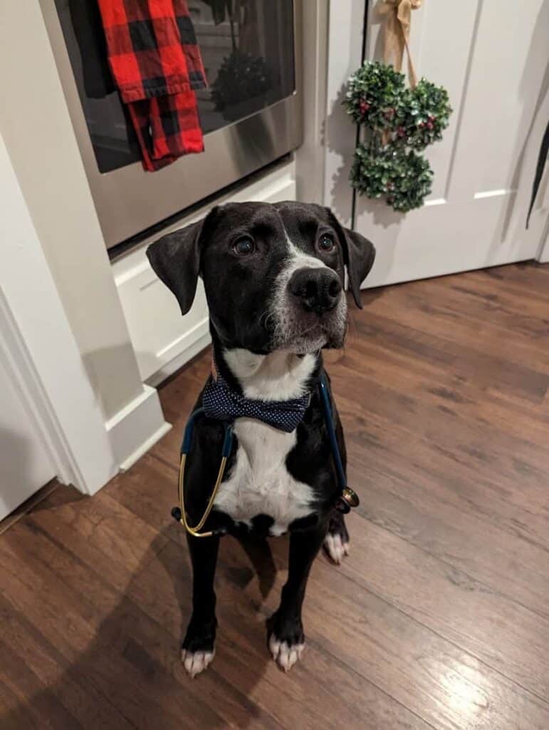 Black and white dog named Louie wearing a bow tie and toy stethoscope, sitting in a kitchen decorated for the holidays.