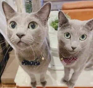 Two gray Russian Blue cats, Louis and Bella, looking up at the camera with wide green eyes, wearing bow tie and bandana collars with name tags.