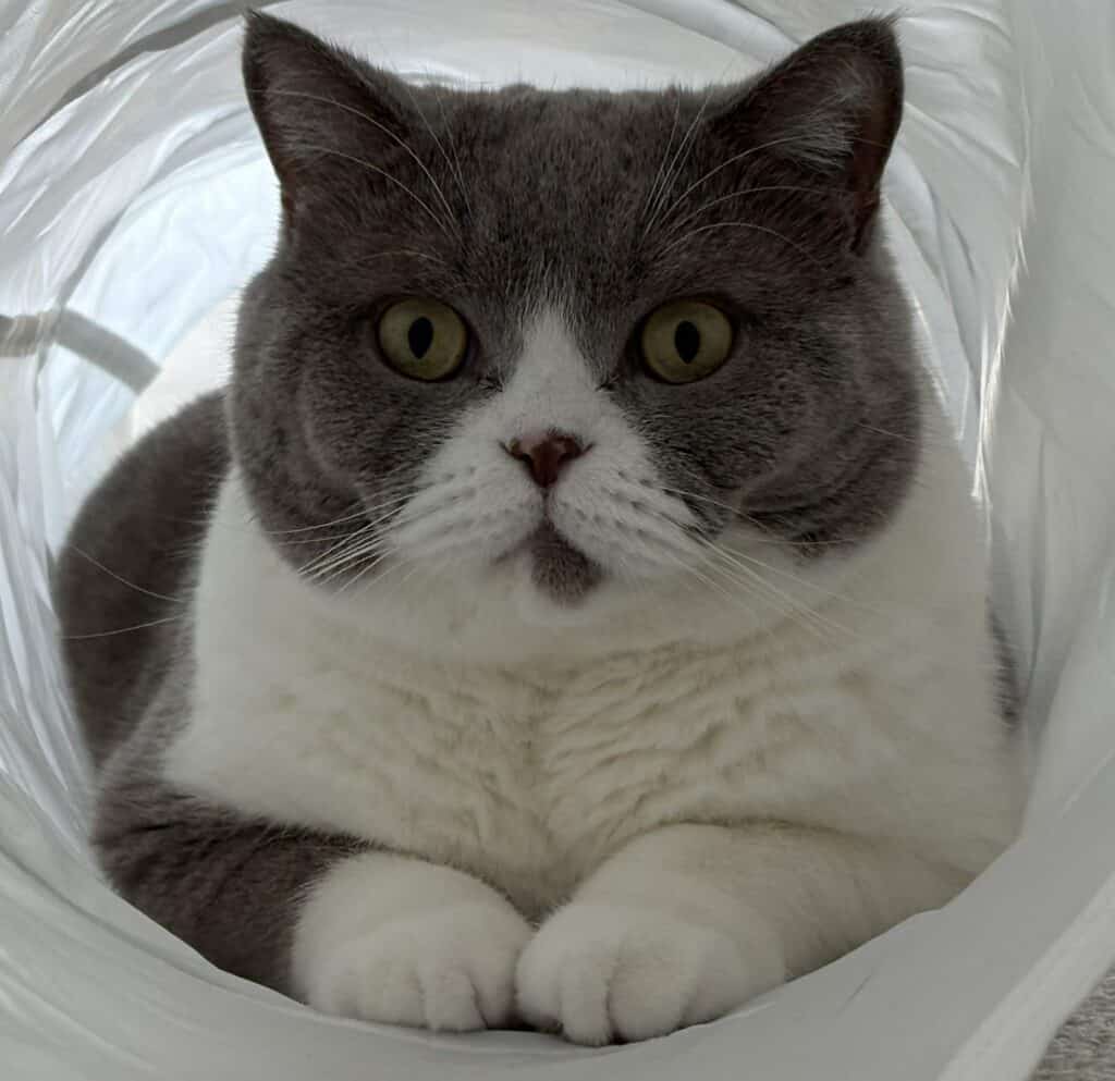 A grey-and-white British Shorthair cat named Milo peers out from inside a white plastic tunnel, front paws tucked forward, with round yellow-green eyes and a wide, chonky face.