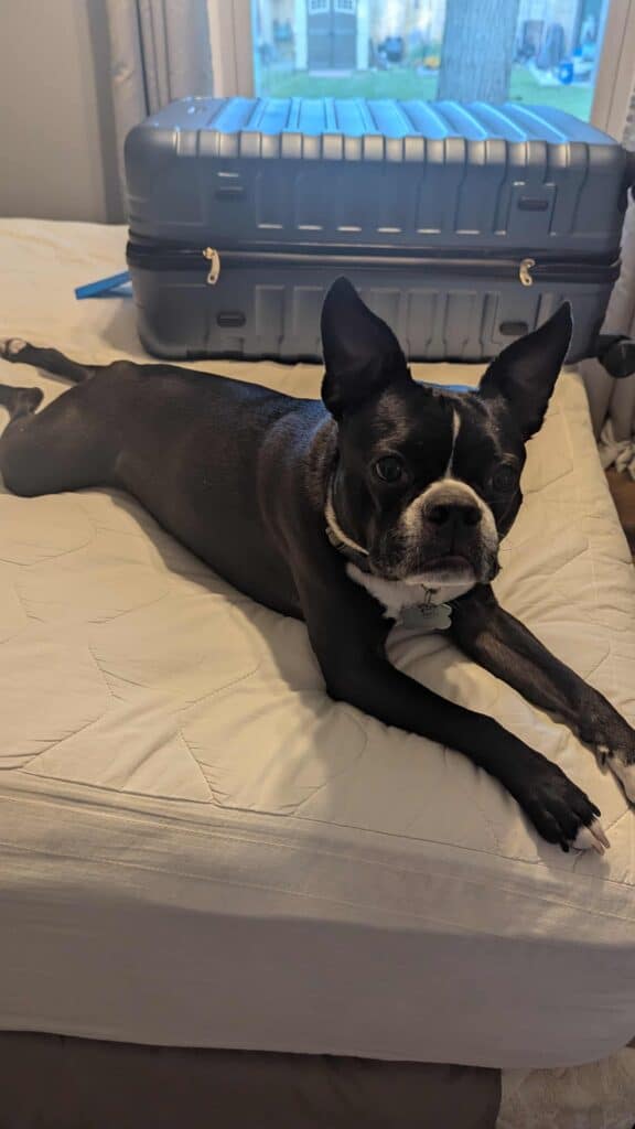 Boston Terrier named Newton lying on a bed next to a packed suitcase, ready for travel.