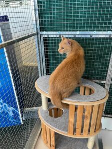 An orange tabby cat sits on a two-tier wooden cat tower inside a wire enclosure, looking off to the side.
