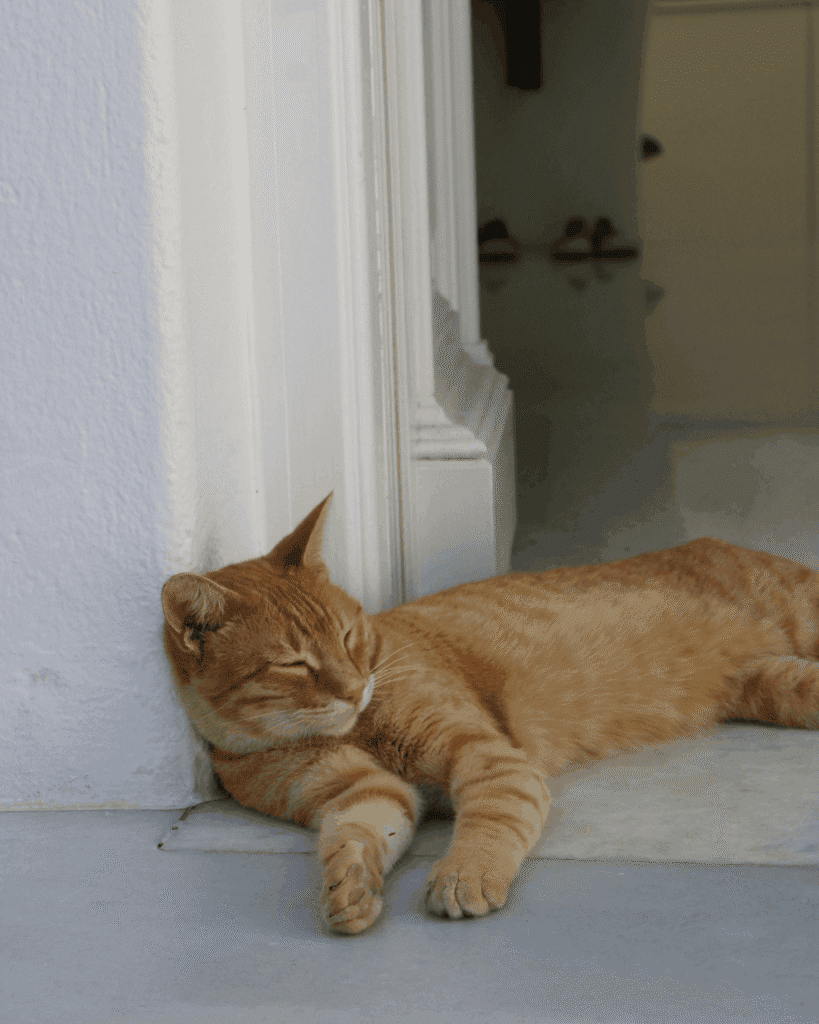 Orange tabby cat sleeping in a doorway on a white porch in Greece.