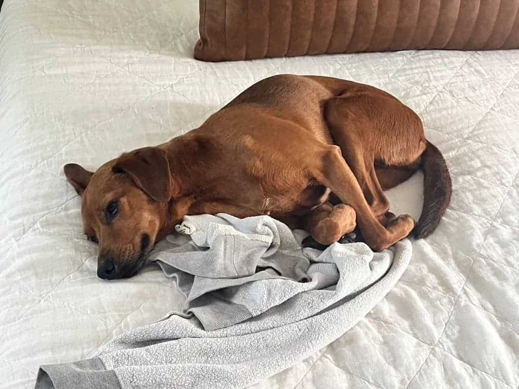 Reddish-brown dog curled up asleep on a white quilted bed, resting its head on a gray towel, with a brown suede pillow in the background.