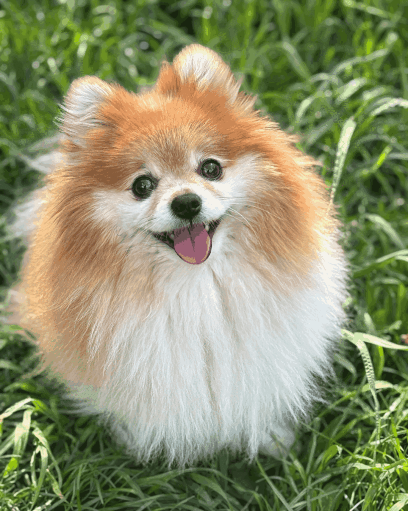 Fluffy orange and white Pomeranian sitting in green grass with mouth open in a happy expression, tongue visible.