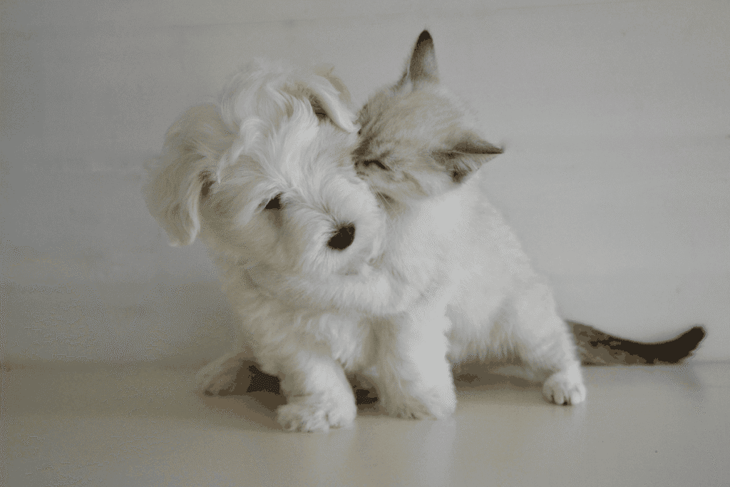 White fluffy puppy and a Siamese-mix kitten nuzzling affectionately against a light background.