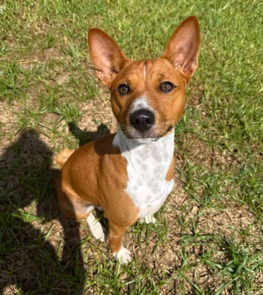 Tan and white dog with large upright ears sitting on grass, looking up at the camera.
