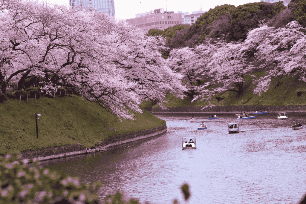 Cherry blossom trees in full bloom lining a moat in Tokyo, Japan, with people boating on the water below.
