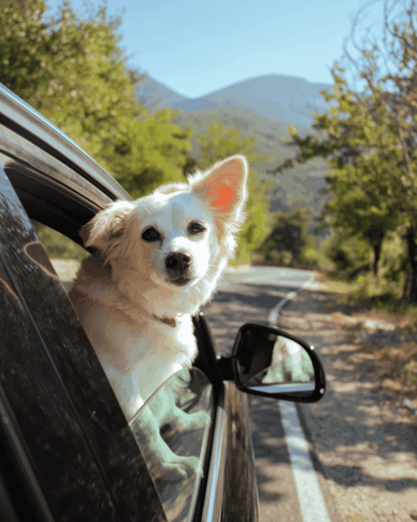 A small white dog with a fluffy coat and perked ear leans out of a car's rear window, enjoying a scenic mountain drive with lush greenery and a winding road in the background.