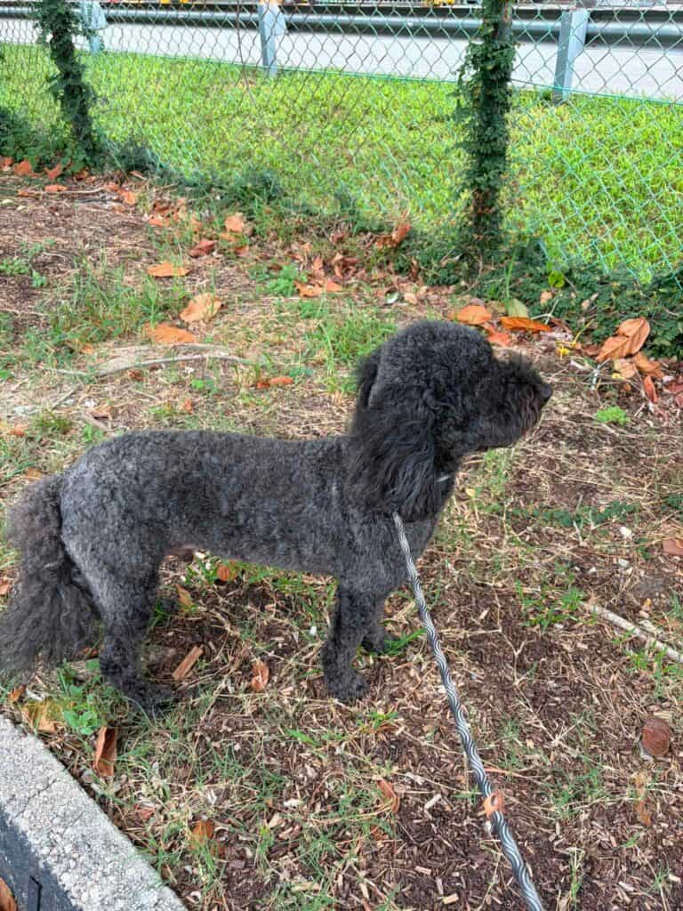 Zac, a gray poodle on a leash, stands in profile on a grassy patch near a chain-link fence.