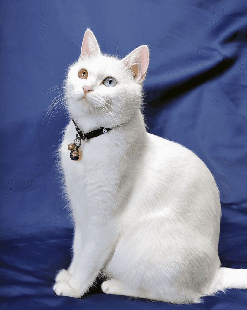 White cat with heterochromia, one brown eye and one blue eye, sitting against a blue background