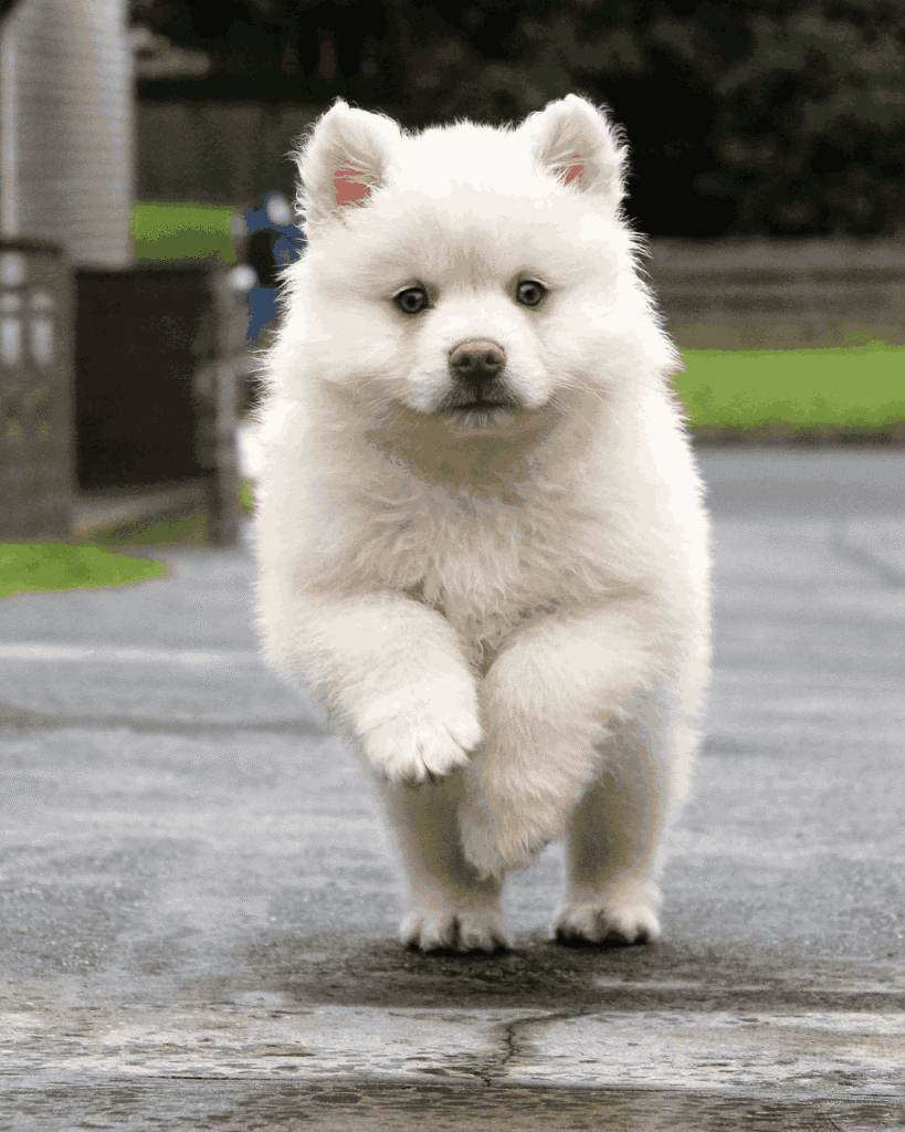 Fluffy white puppy running toward the camera on a paved path.