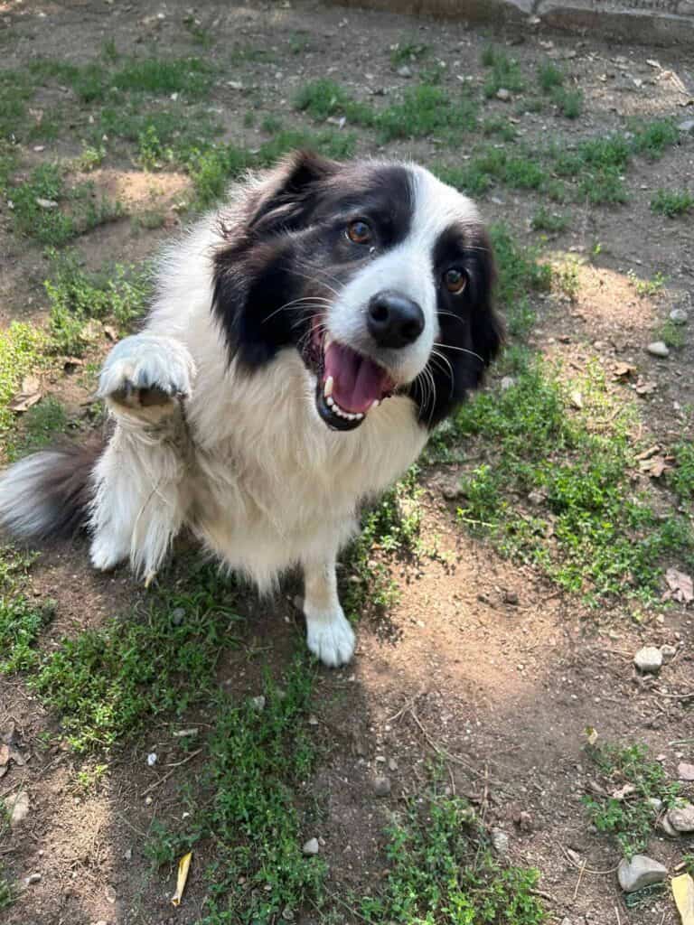 Black and white dog named Kora sitting outdoors with mouth open and one paw raised, looking up at the camera