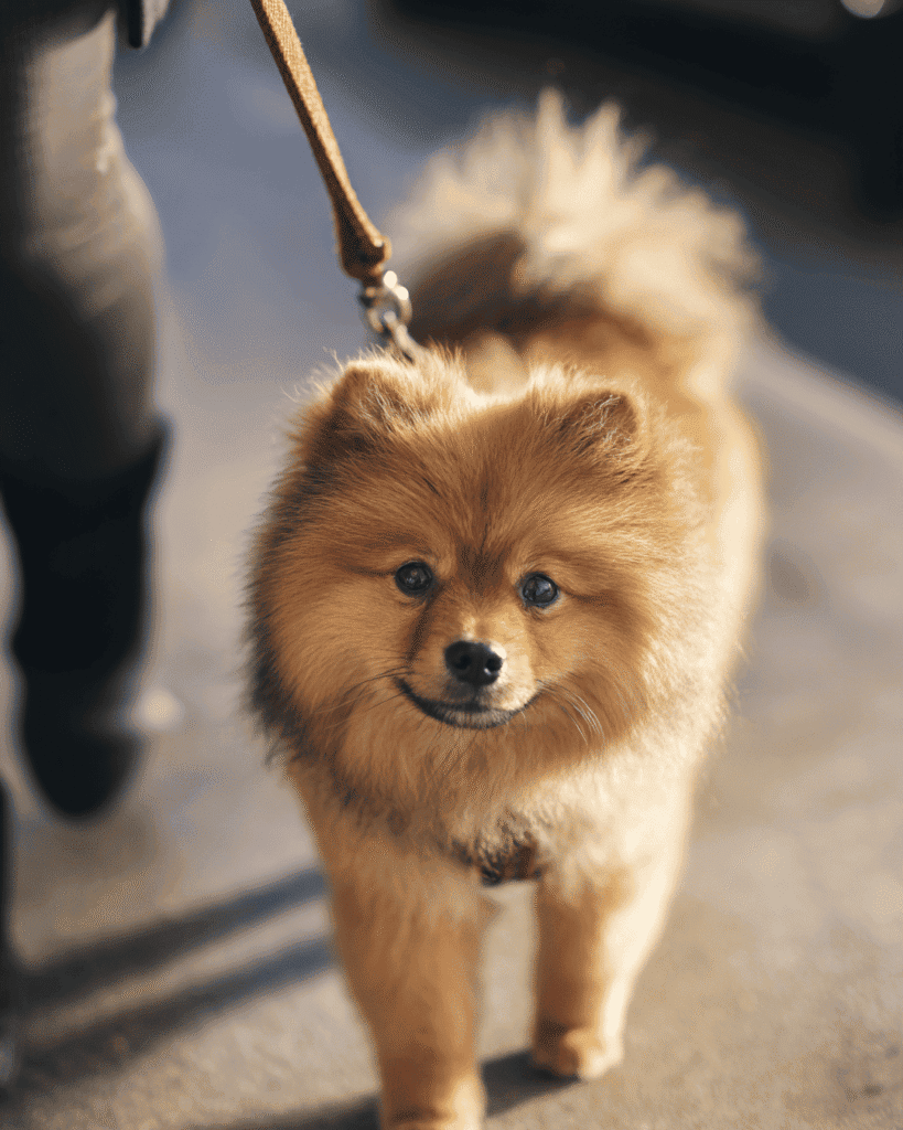 A fluffy Pomeranian dog with golden-tan fur walks on a leash, looking up at the camera with a happy expression.