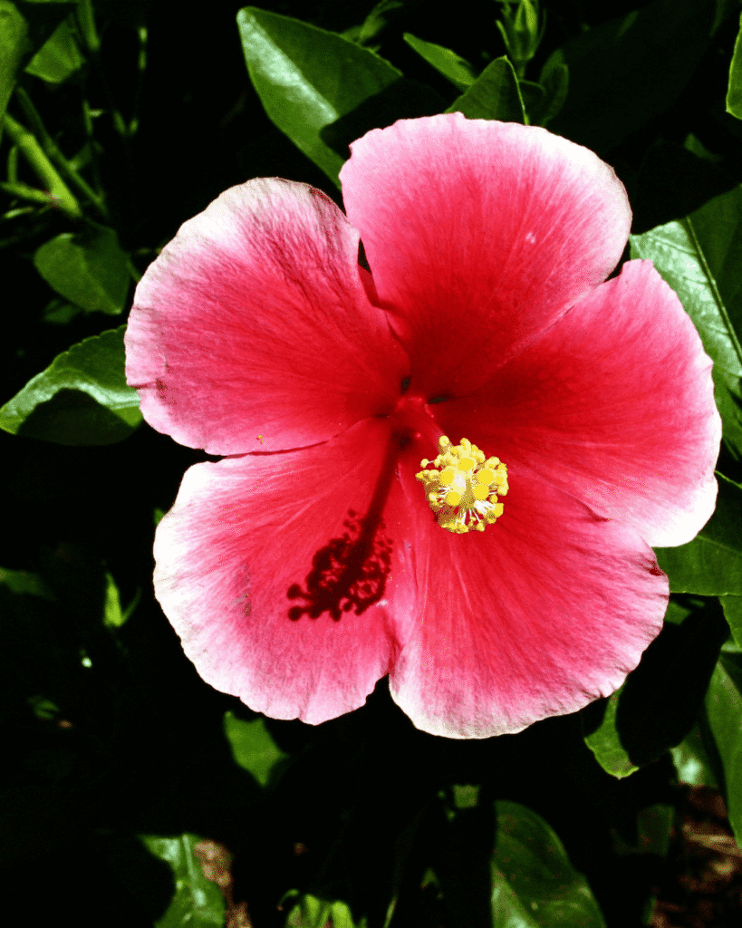 Close-up of a pink hibiscus flower with a yellow center, surrounded by green leaves — Hawaii's state flower