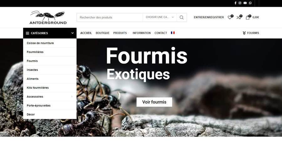 fourmis.jpg