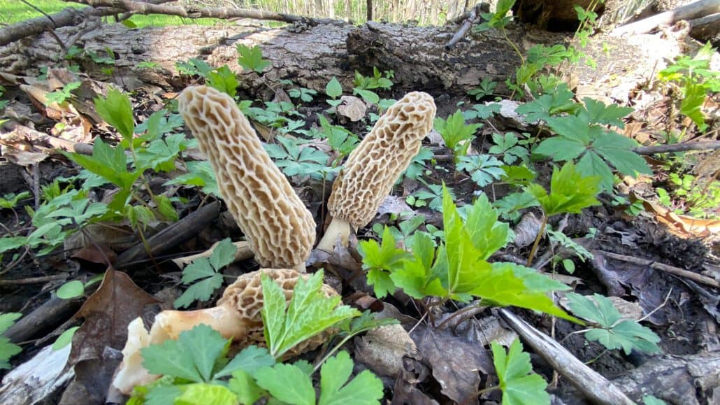 Beginner Guide to Morel Hunting