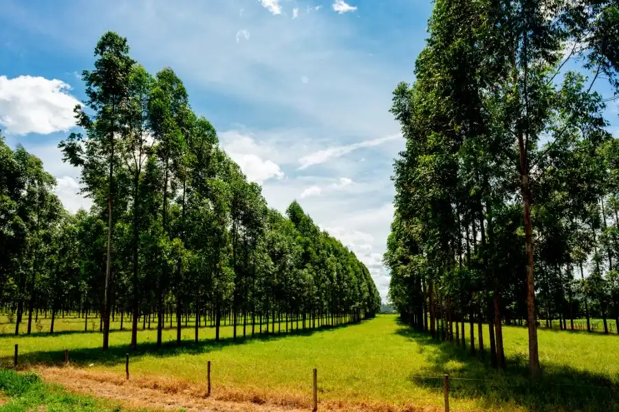 paper farming forest