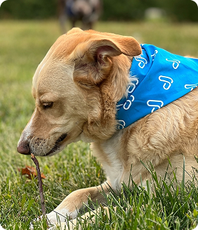 Dog with blue bandana sniffing grass outdoors.